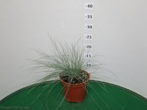 FESTUCA GLAUCA