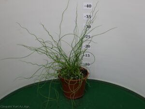 JUNCUS_SPIRALIS