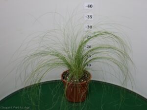 STIPA_TENNUISSIMA