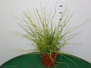 JUNCUS_SPIRALIS