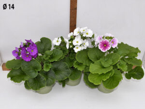 primula_obconica