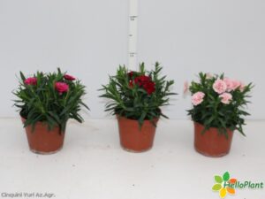 GAROFANO (DIANTHUS) VASO 14