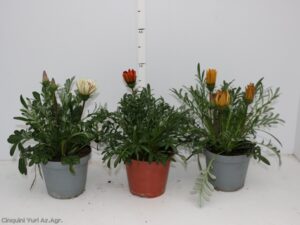 GAZANIA RIGENS VASO 14