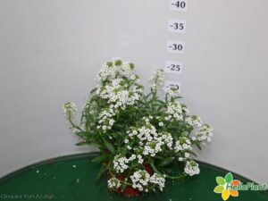 LOBULARIA SNOW PEINCESS VASO 14